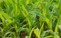 玉米黃苗原因及防治措施
